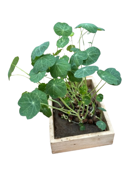 Alaska Nasturtium