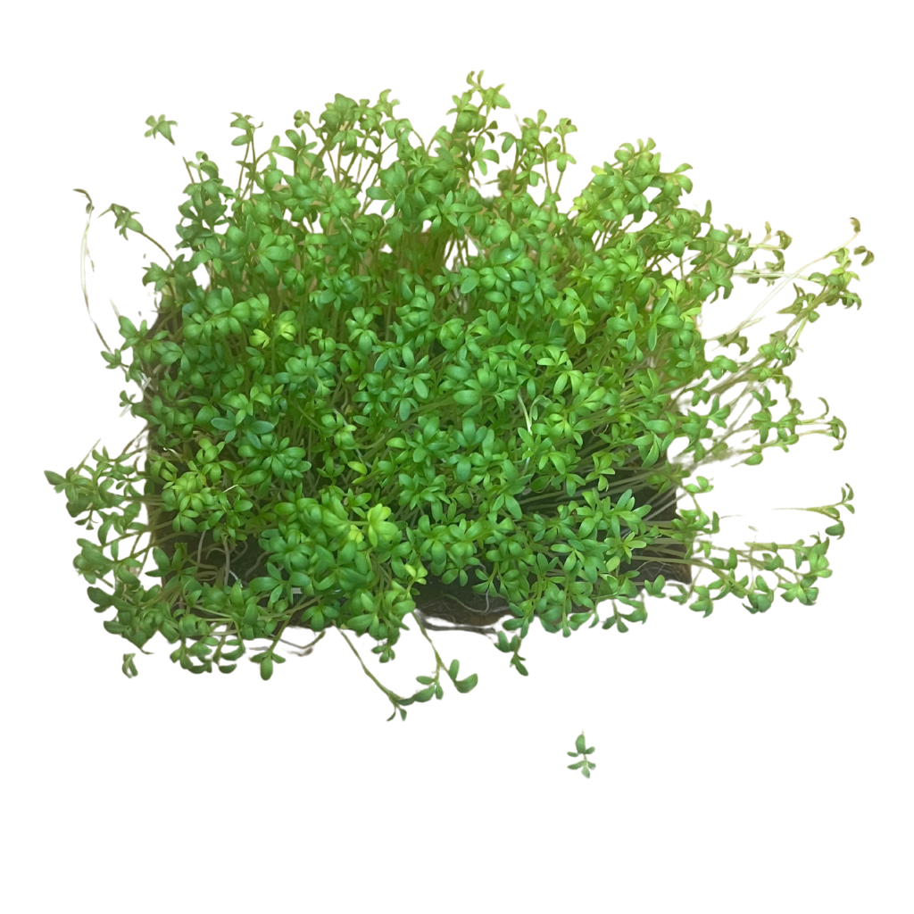 Curled Cress