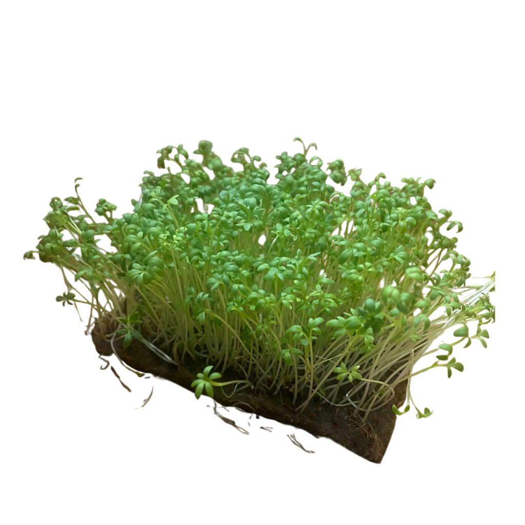 Curled Cress