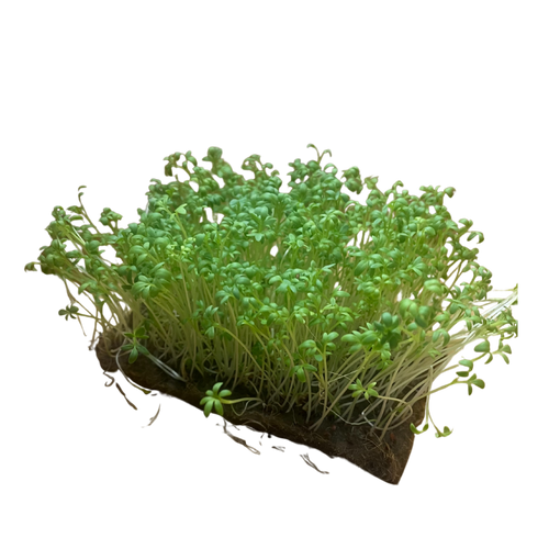 Curled Cress