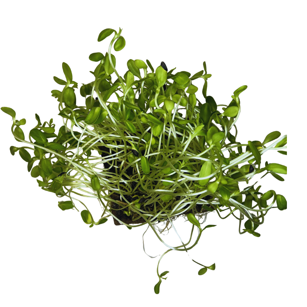 Sunflower Greens