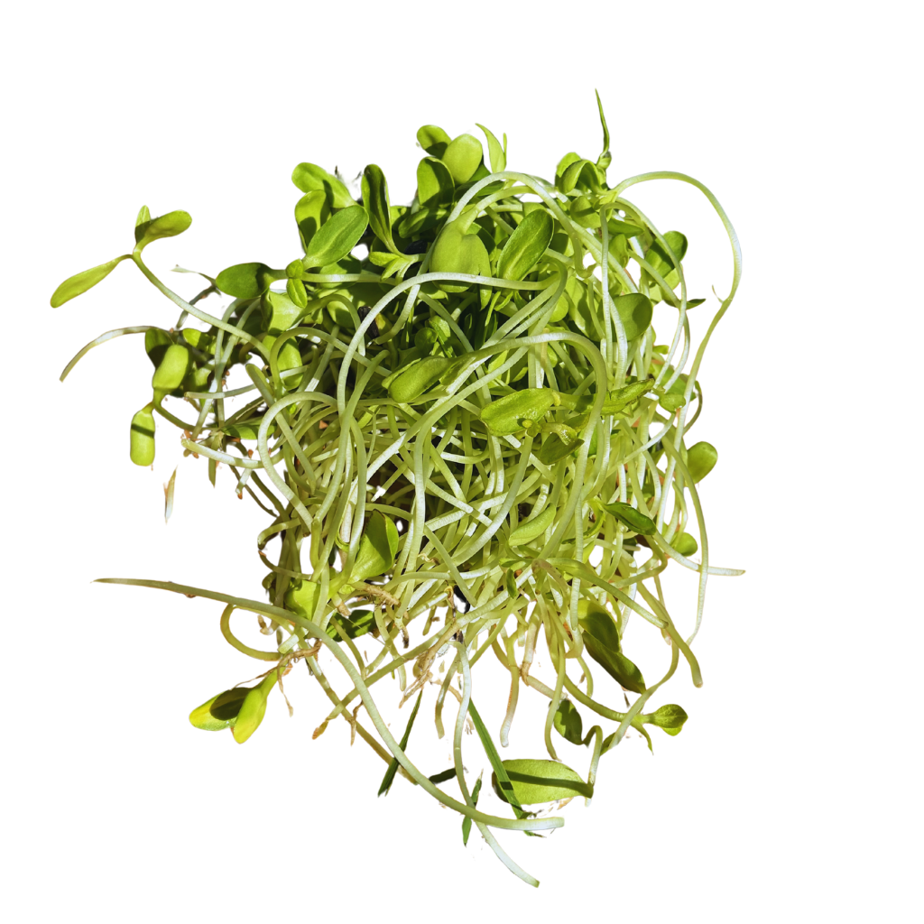 Sunflower Greens