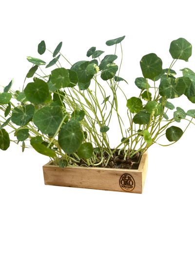 Alaska Nasturtium