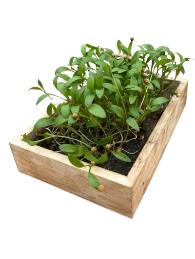 Cilantro
