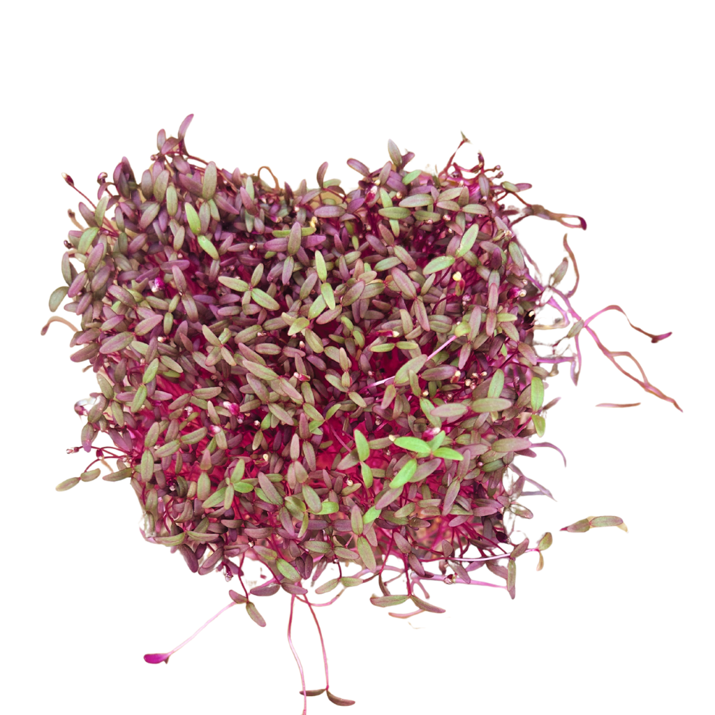 Red Amaranth