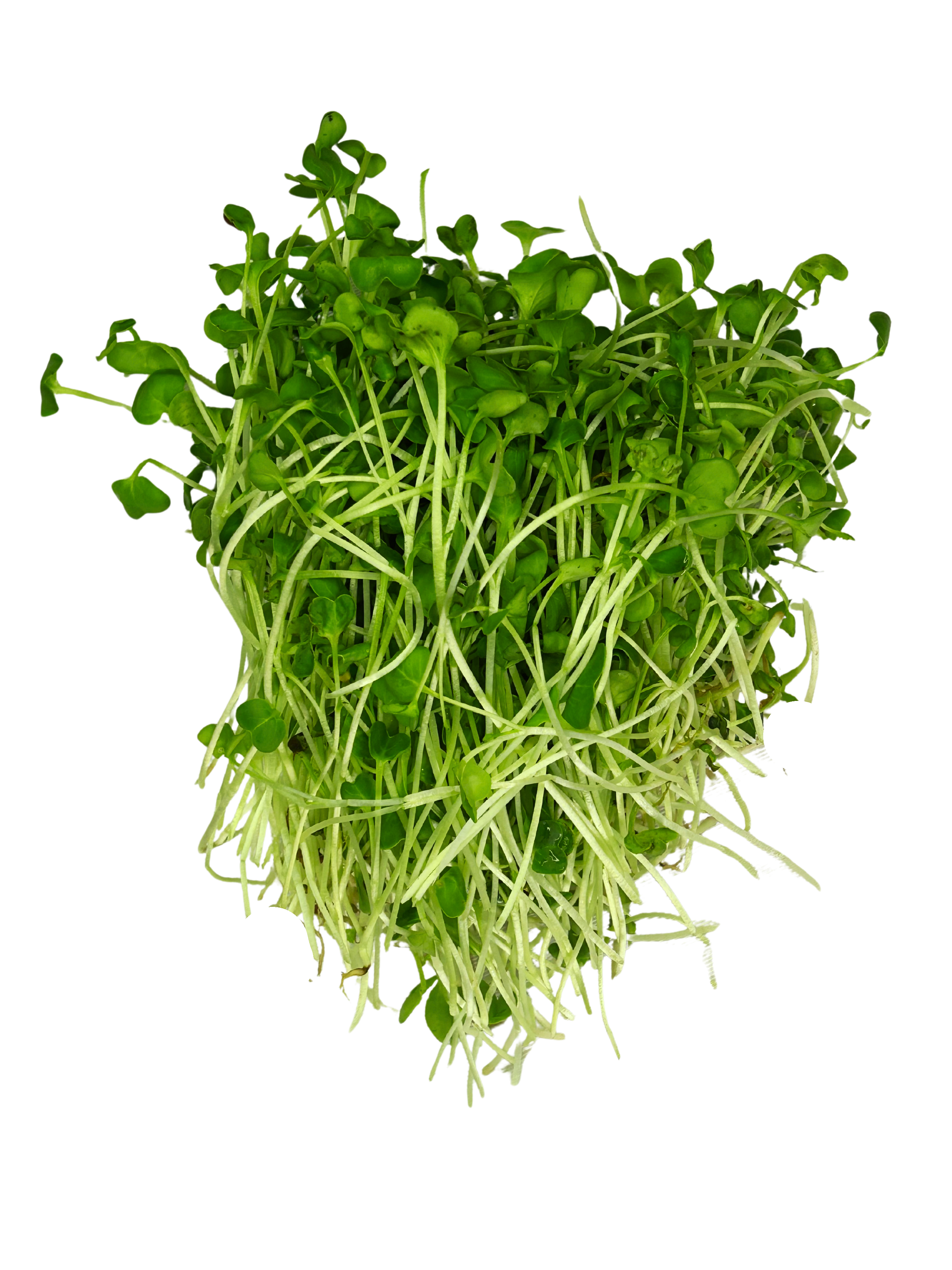 Radish