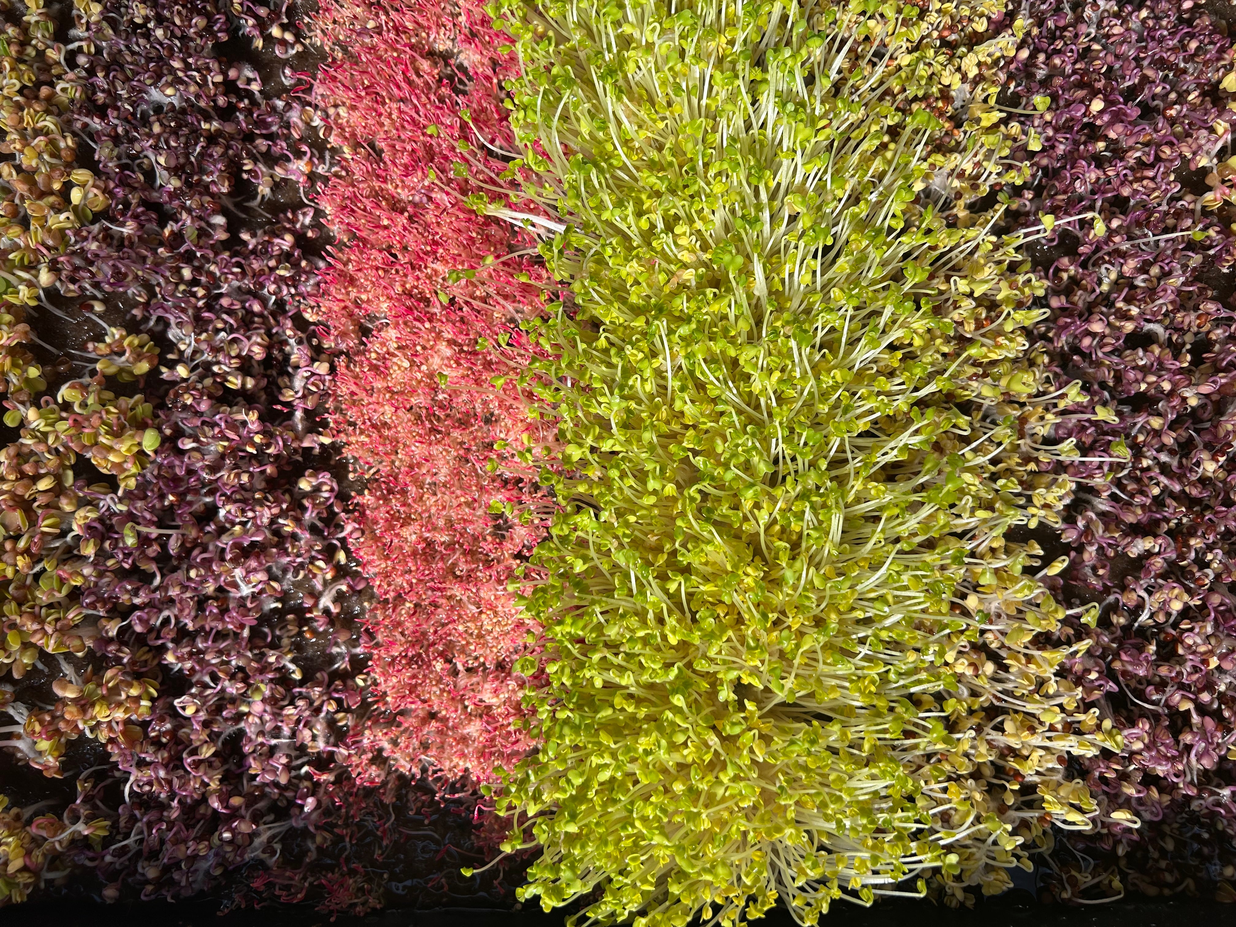 Microgreen variety display
