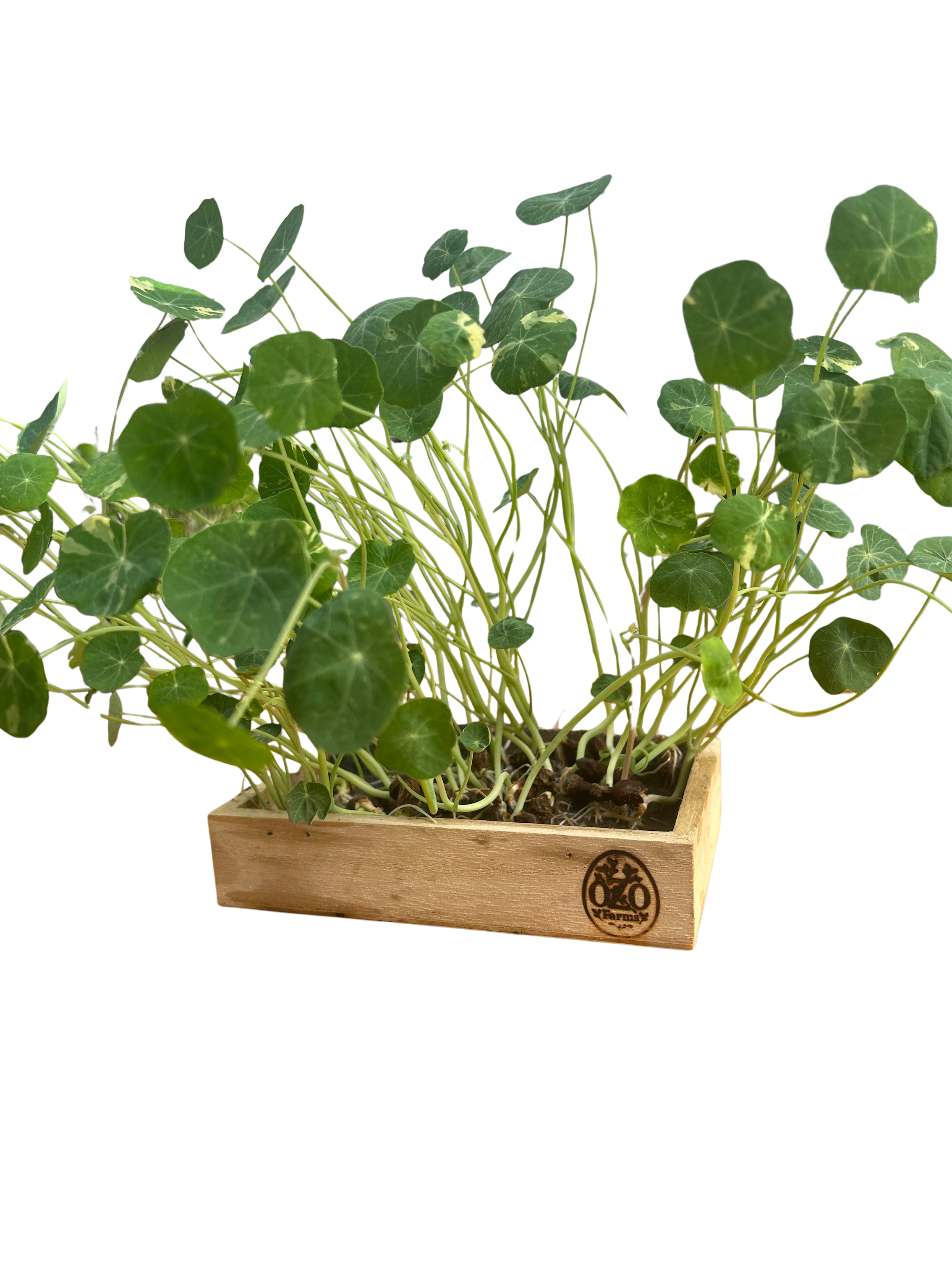 Nasturtium