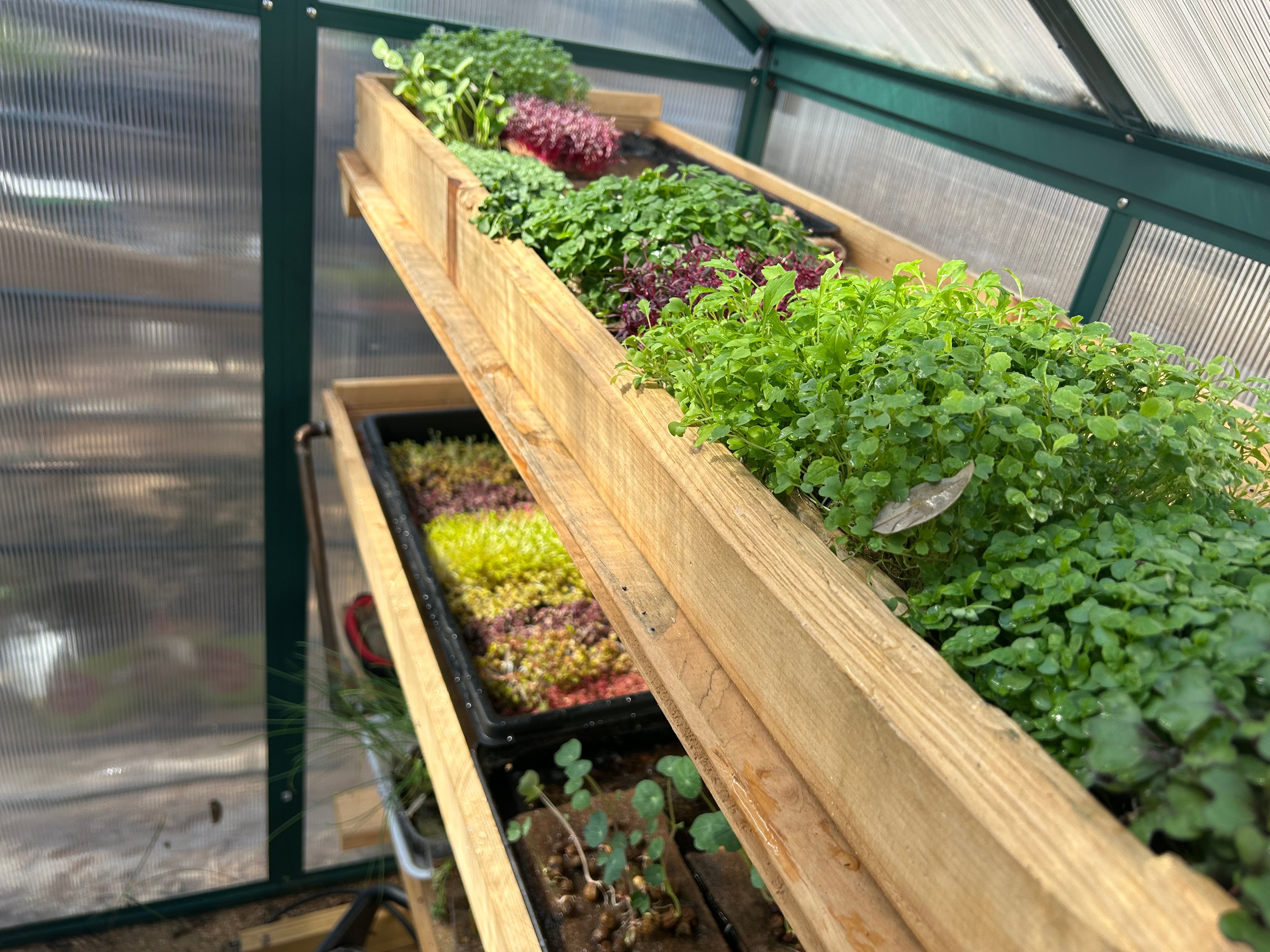 OZO growing racks